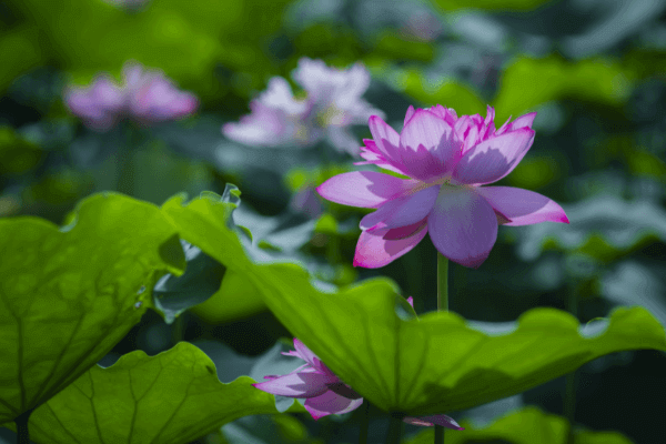 Hình ảnh hoa sen hồng Hình ảnh hoa sen hồng