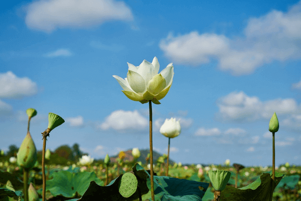 Hình ảnh hoa sen trắng Hình ảnh hoa sen trắng