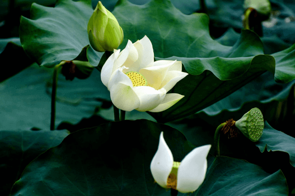 Hình ảnh hoa sen trắng Hình ảnh hoa sen trắng