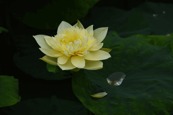 Hình ảnh hoa sen vàng Hình ảnh hoa sen vàng