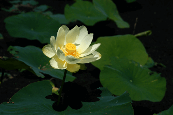 Hình ảnh hoa sen vàng Hình ảnh hoa sen vàng