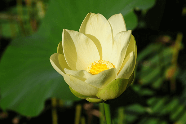 Hình ảnh hoa sen vàng Hình ảnh hoa sen vàng