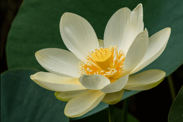 Hình ảnh hoa sen vàng Hình ảnh hoa sen vàng