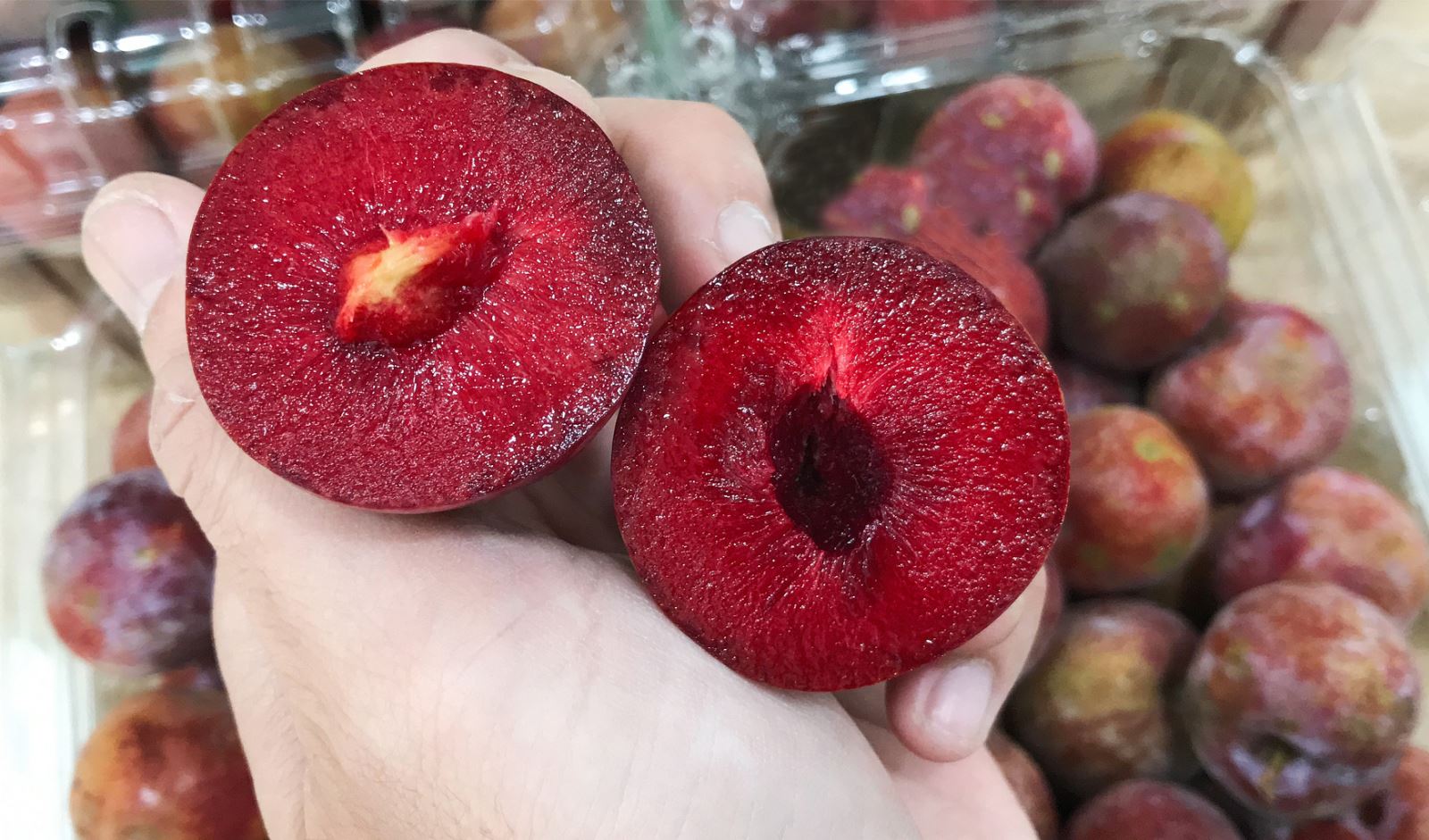 Mận Hà Nội là quả gì?