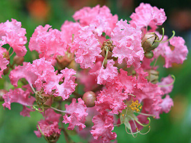 Stt, câu nói và thơ hay về hoa tường vi Stt, câu nói và thơ hay về hoa tường vi