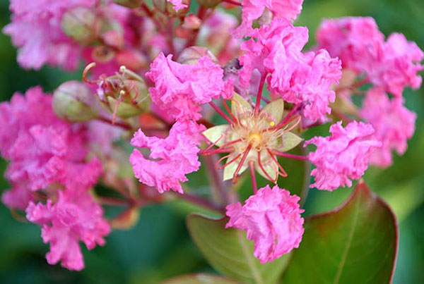 Thơ hay về hoa tường vi Thơ hay về hoa tường vi