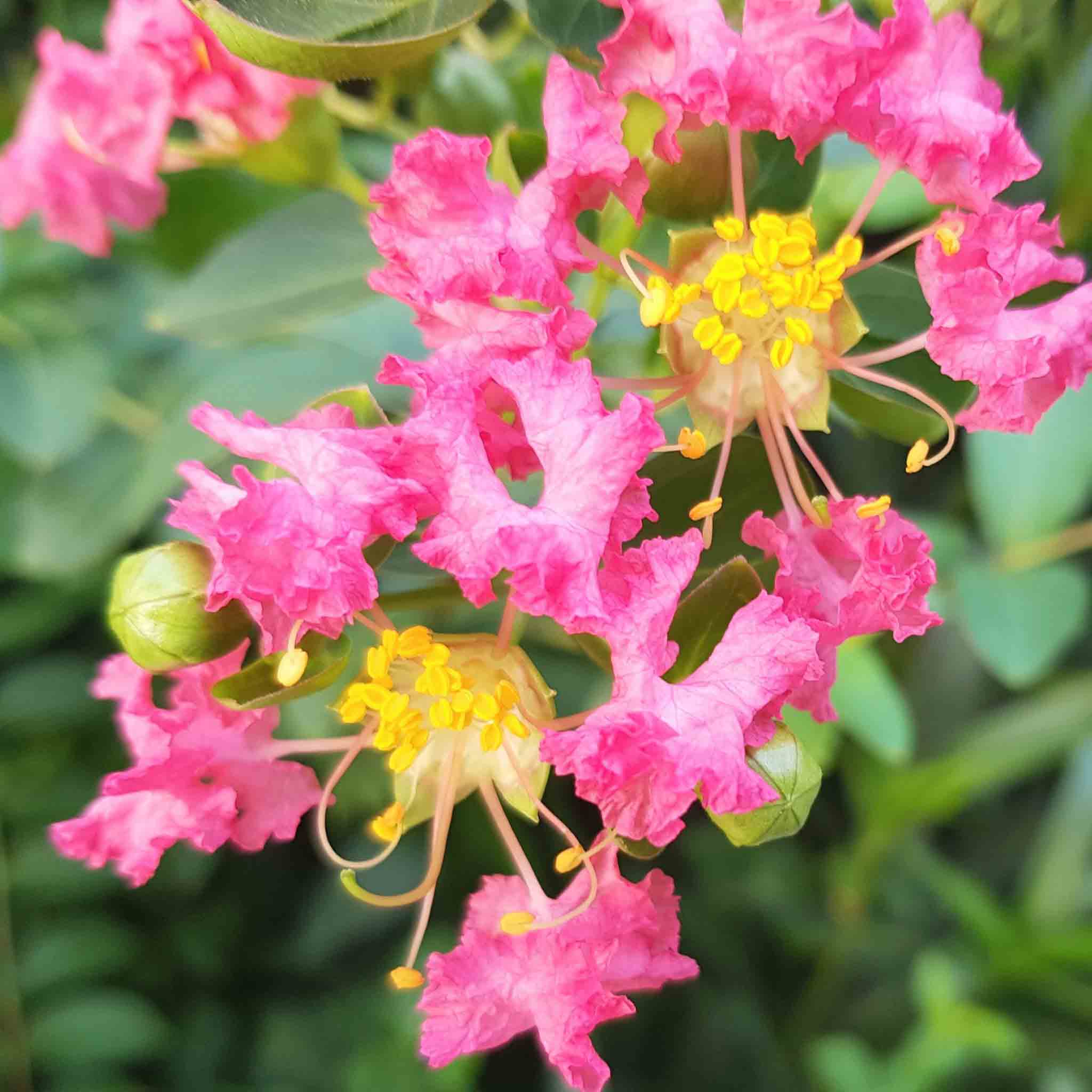 Những bài thơ về hoa tường vi hay, ý nghĩa Những bài thơ về hoa tường vi hay, ý nghĩa