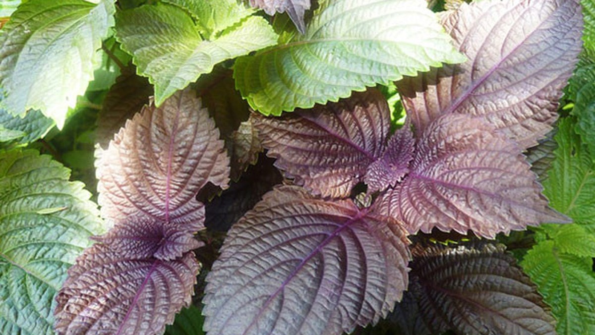 Lá tía tô có trị nám được không? Lá tía tô có trị nám được không?