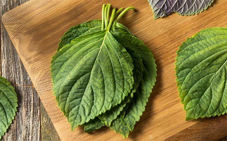 Cách trị nám bằng lá tía tô Cách trị nám bằng lá tía tô