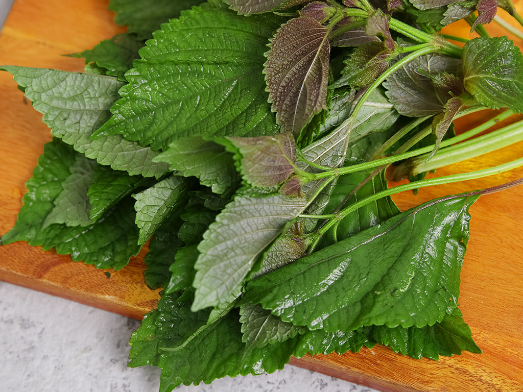 Dùng lá tía tô chữa nám Dùng lá tía tô chữa nám