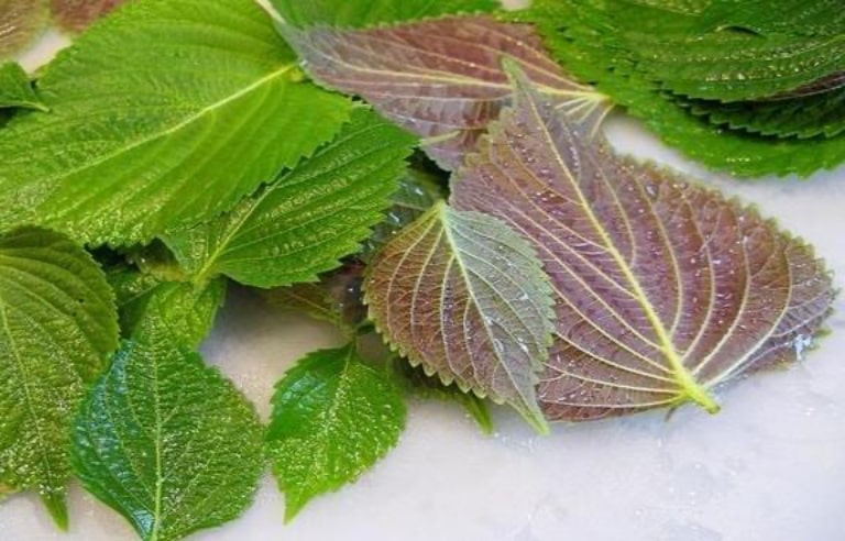 Lưu ý khi dùng tía tô trị nám Lưu ý khi dùng tía tô trị nám