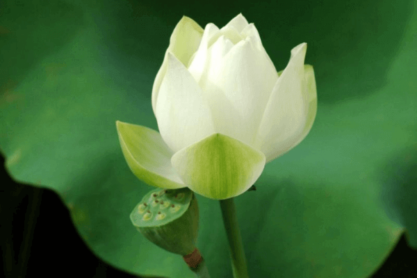 Hình ảnh búp sen Hình ảnh búp sen