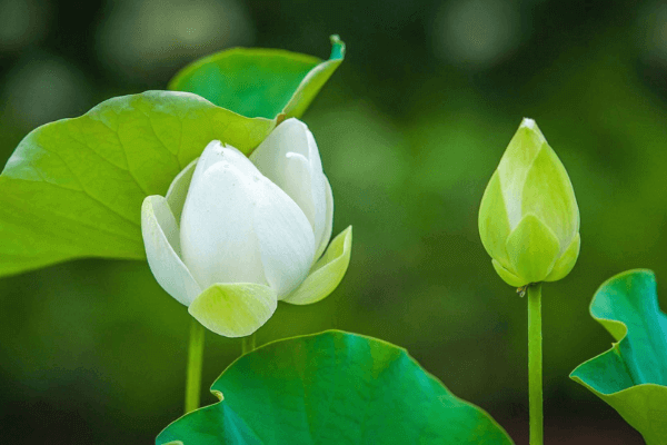 Hình ảnh búp sen Hình ảnh búp sen