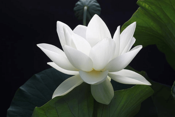 Hình ảnh hoa sen buồn Hình ảnh hoa sen buồn