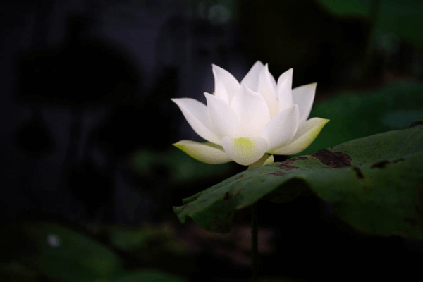 Hình ảnh hoa sen buồn Hình ảnh hoa sen buồn