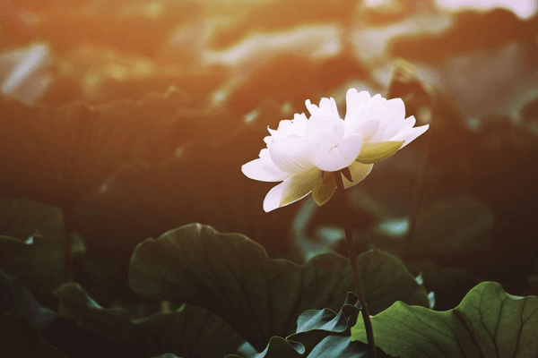 Hình ảnh hoa sen buồn Hình ảnh hoa sen buồn