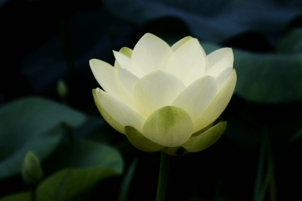 Hình ảnh hoa sen buồn Hình ảnh hoa sen buồn