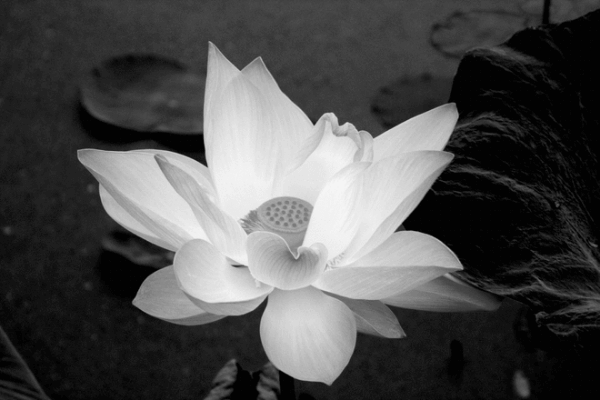 Hình ảnh hoa sen buồn Hình ảnh hoa sen buồn