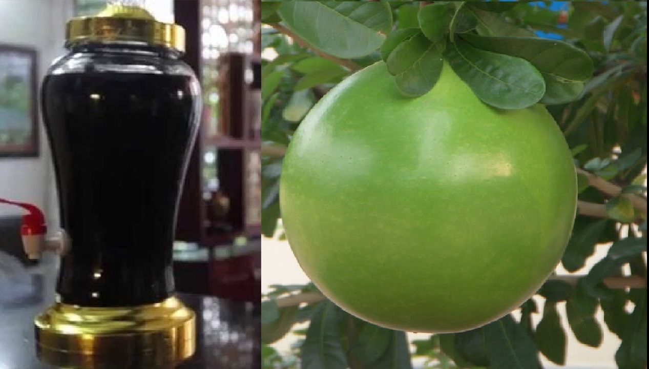 Quả đào tiên Crescentia cujete