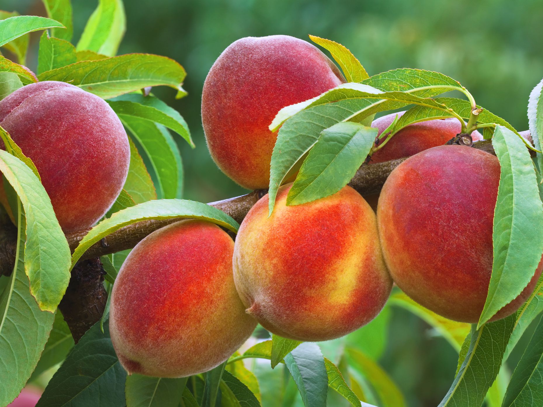 Quả đào tiên peach