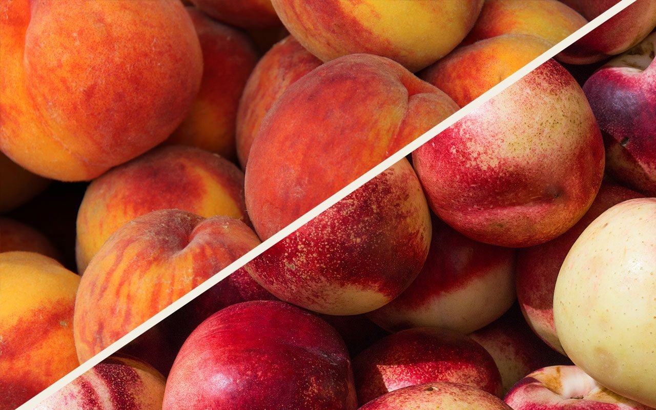 Quả đào tiên (peach) và quả đào trơn (nectarine)