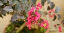 Ý nghĩa hoa tường vi là gì? Hoa tường vi ra hoa tháng mấy?