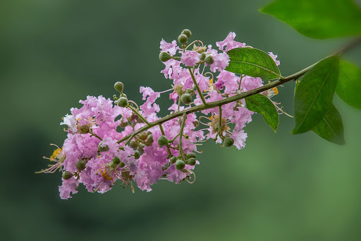 Ảnh đẹp hoa tường vi tím Ảnh đẹp hoa tường vi tím