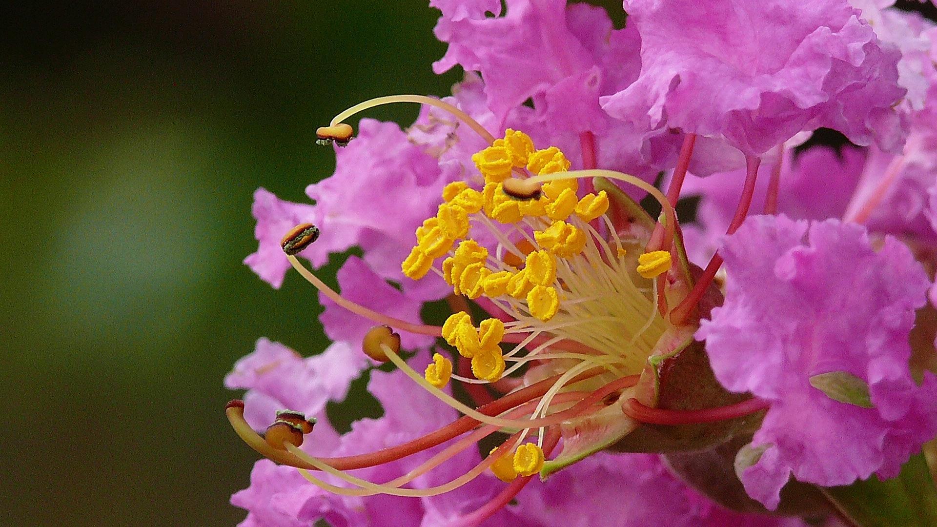 Hình ảnh đẹp về hoa tử vi Hình ảnh đẹp về hoa tử vi