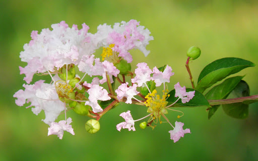 Ảnh đẹp về hoa tử vi Ảnh đẹp về hoa tử vi