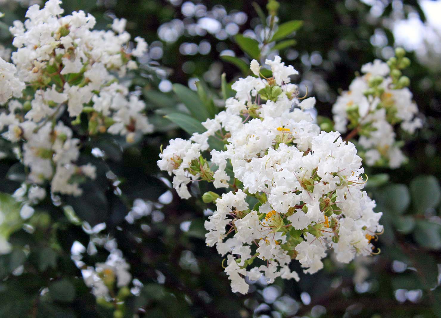 Hoa tường vi là hoa gì? Hoa tường vi là hoa gì?