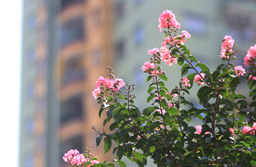 Sự tích hoa tường vy Sự tích hoa tường vy