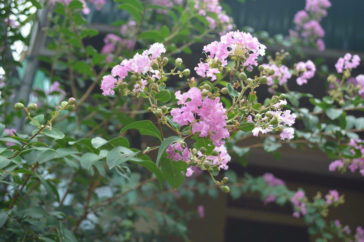 Ý nghĩa của hoa tường vi Ý nghĩa của hoa tường vi