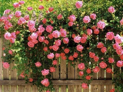 Hoa hồng tường vi có mấy màu? Cách trồng hồng tường vi ra hoa đẹp