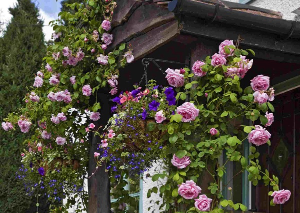 Cách chăm sóc hoa hồng tường vi Cách chăm sóc hoa hồng tường vi