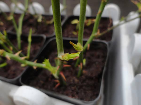 Cách nhân giống hoa hồng tường vi Cách nhân giống hoa hồng tường vi