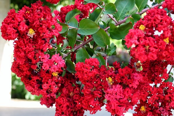 Cây tường vi đỏ