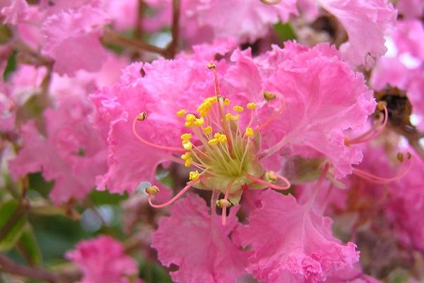 Cây tường vi đỏ