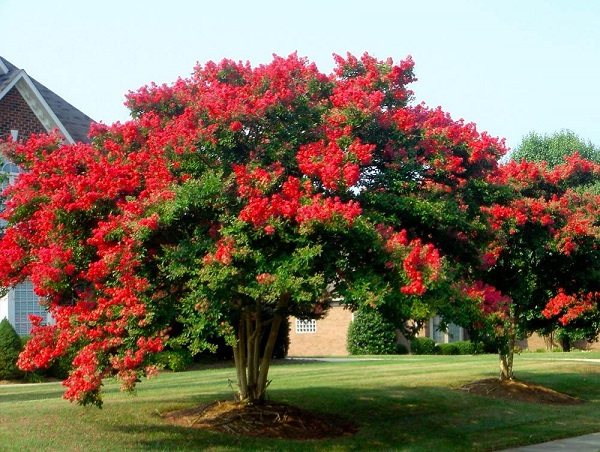 Cách trồng cây tường vi