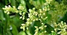 Hoa sấu có màu gì? Cây sấu ra hoa tháng mấy?