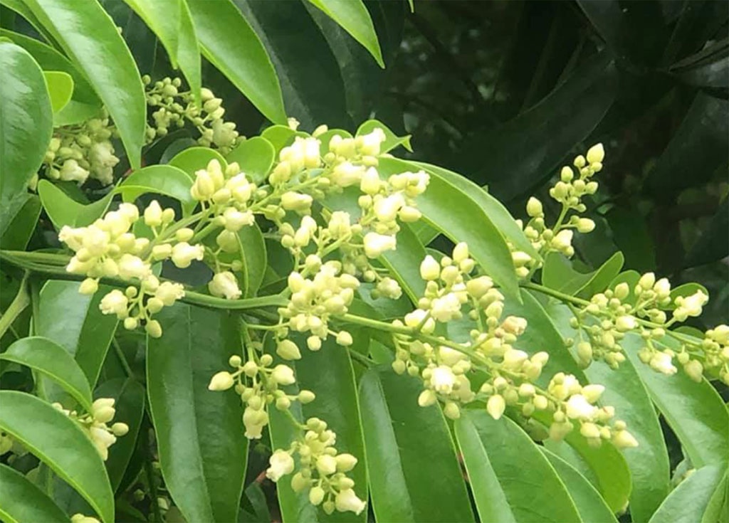 Hoa sấu có màu gì?