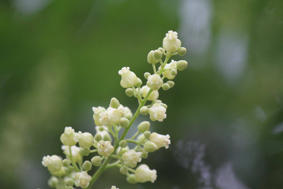 Cây sấu ra hoa tháng mấy?