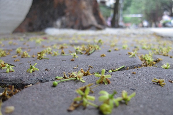 Những bài thơ, câu nói, stt hay về hoa xà cừ hay nhất Những bài thơ, câu nói, stt hay về hoa xà cừ hay nhất