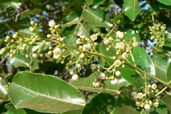 Hình ảnh hoa xà cừ đẹp nhất Hình ảnh hoa xà cừ đẹp nhất