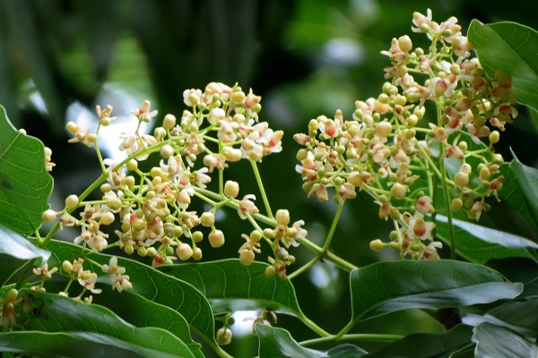 Hoa xà cừ Hoa xà cừ