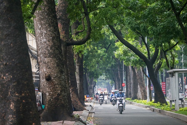 Cây xà cừ  Cây xà cừ