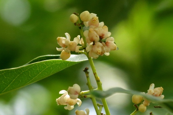 Hình ảnh hoa xà cừ đẹp nhất Hình ảnh hoa xà cừ đẹp nhất