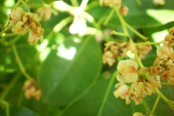 Hình ảnh hoa xà cừ đẹp nhất