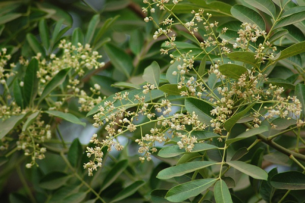 Hình ảnh hoa xà cừ đẹp nhất Hình ảnh hoa xà cừ đẹp nhất