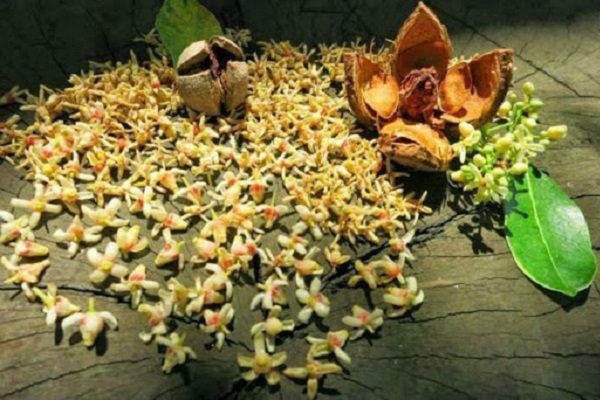 Hình ảnh hoa xà cừ đẹp nhất Hình ảnh hoa xà cừ đẹp nhất