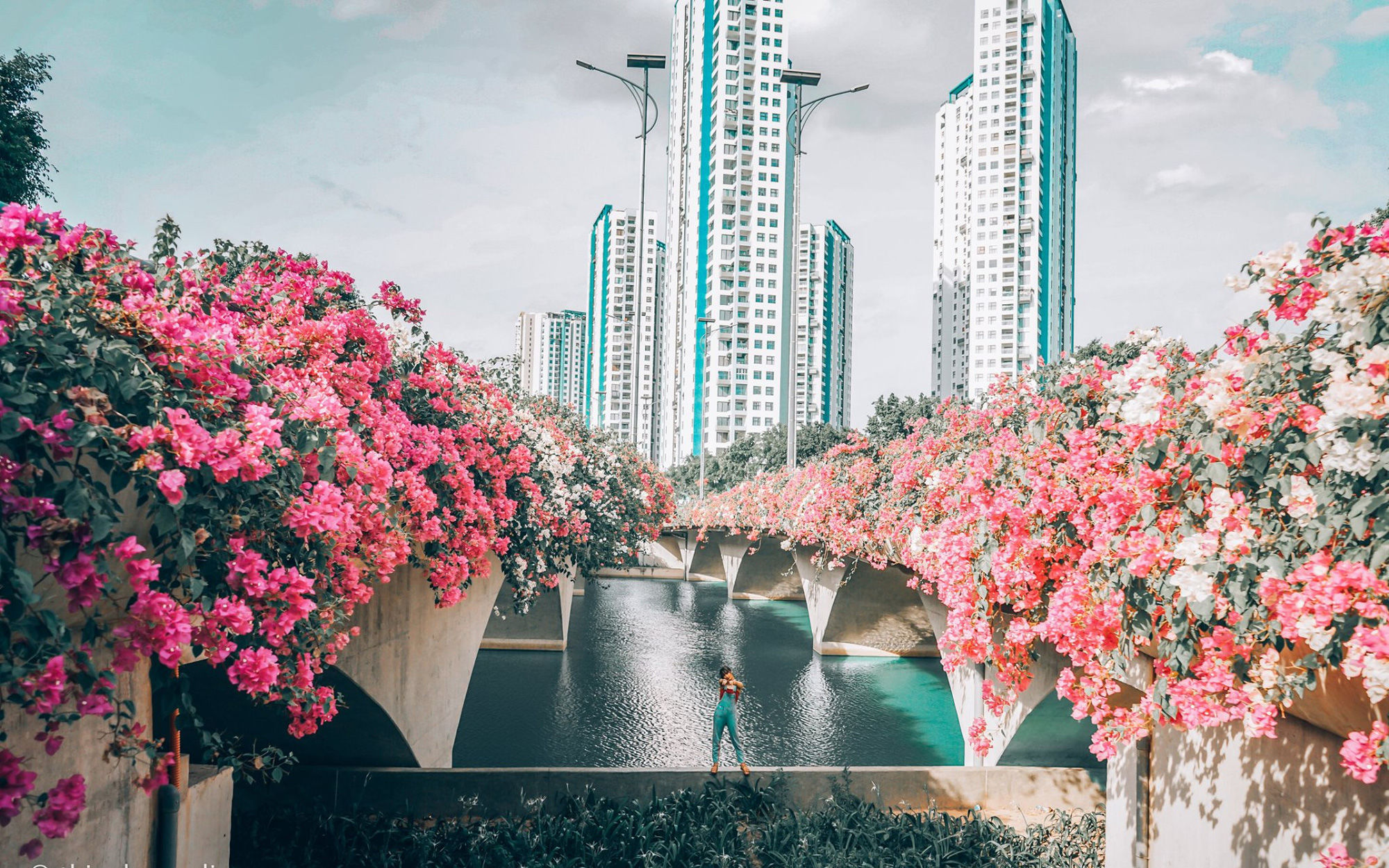 Con đường hoa giấy